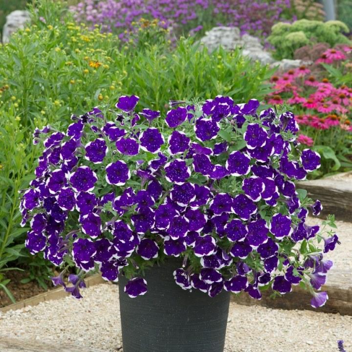 alpetunia
