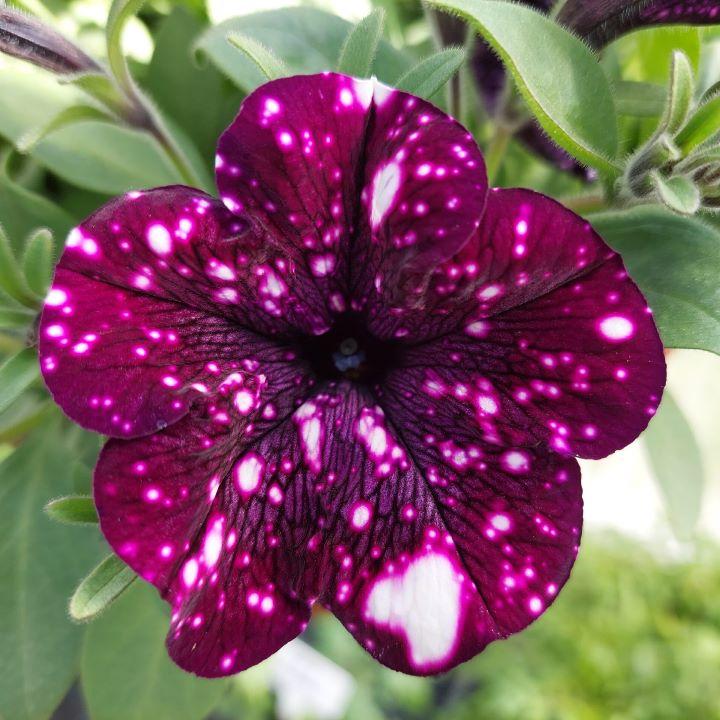 startunia