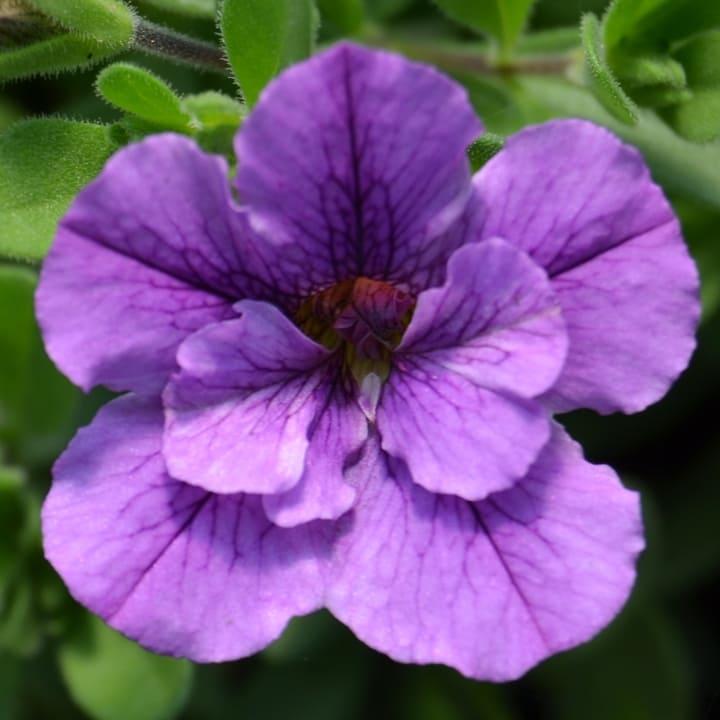 Калибрахоа Алоха Double Lavender - Calibrachoa Aloha Double Lavender