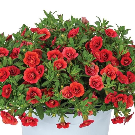 Калибрахоа Алоха Double Red - Calibrachoa Aloha Double Red