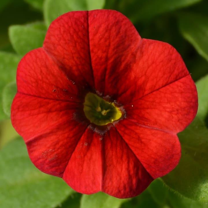 Калибрахоа Алоха Kona Dark Red - Calibrachoa Aloha Kona Dark Red