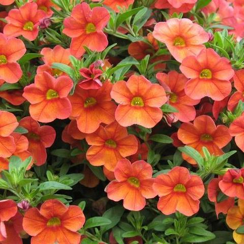 Калибрахоа Алоха Kona Orange - Calibrachoa Aloha Kona Orange