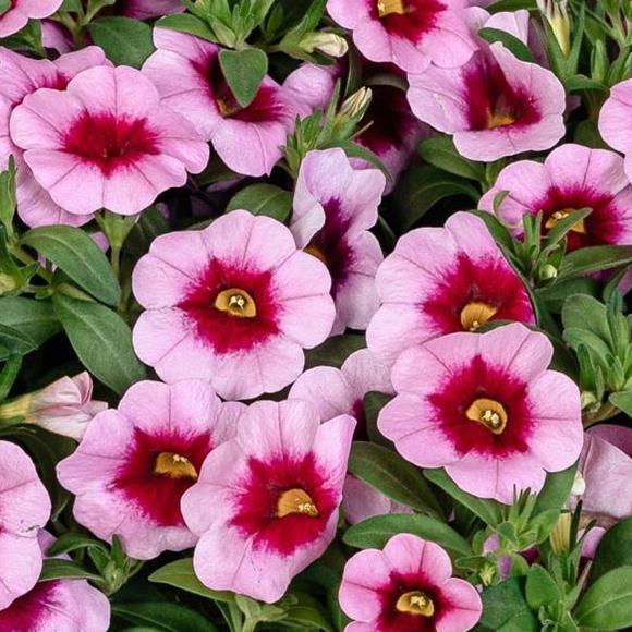 Калибрахоа Алоха Kona Tiki Pink - Calibrachoa Aloha Kona Tiki Pink