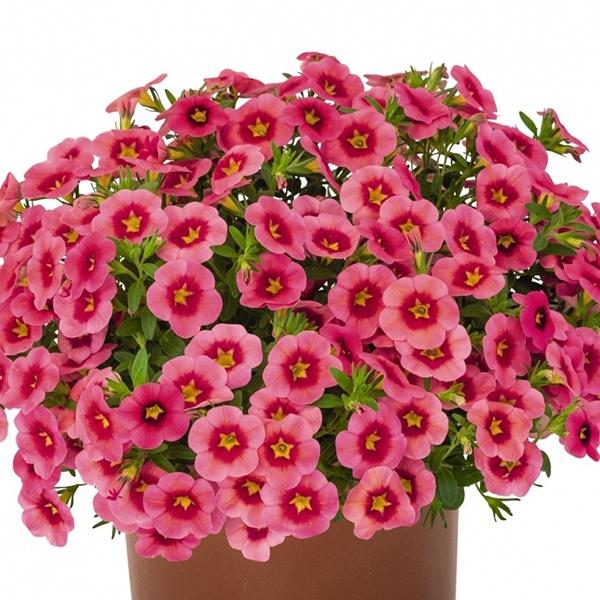 Калибрахоа Алоха Kona Tiki Strawberry - Calibrachoa Aloha Kona Tiki Strawberry