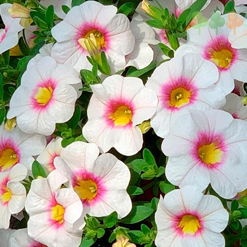Калибрахоа Aloha Kona Tiki White - Calibrachoa Aloha Kona Tiki White