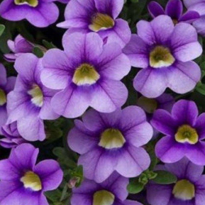Калибрахоа Bloomtastic Blue Sky - Calibrachoa Bloomtastic Blue Sky