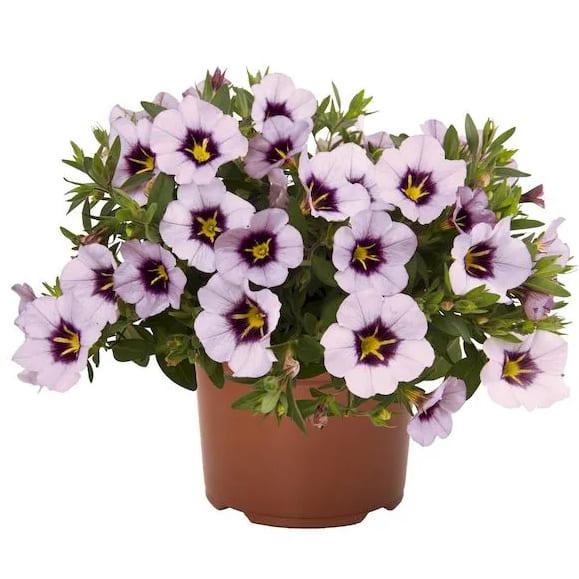 Калибрахоа Bloomtastic Lavender Quartz - Calibrachoa Bloomtastic Lavender Quartz