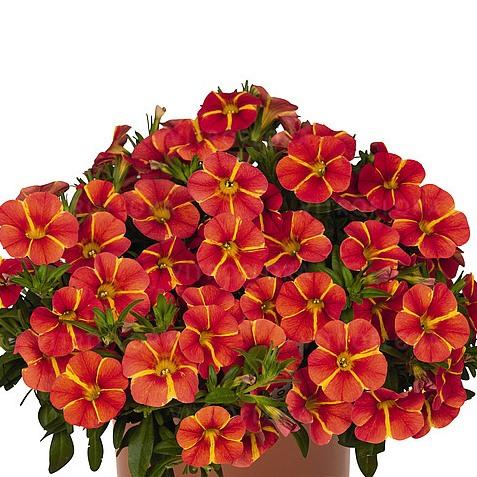 Калибрахоа Bloomtastic Orange Cart Wheel - Calibrachoa Bloomtastic Orange Cart Wheel