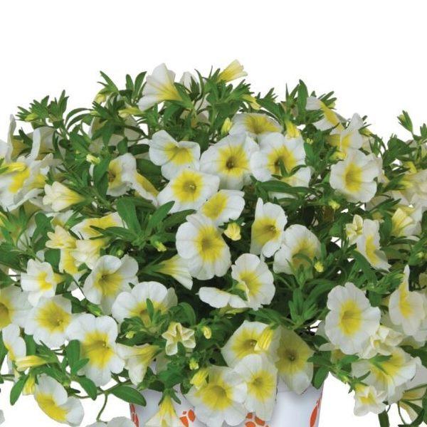 Калибрахоа Bloomtastic Sunshine - Calibrachoa Bloomtastic Sunshine
