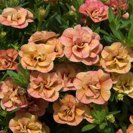 Калибрахоа Calita Double Apricot - Calibrachoa Calita Double Apricot