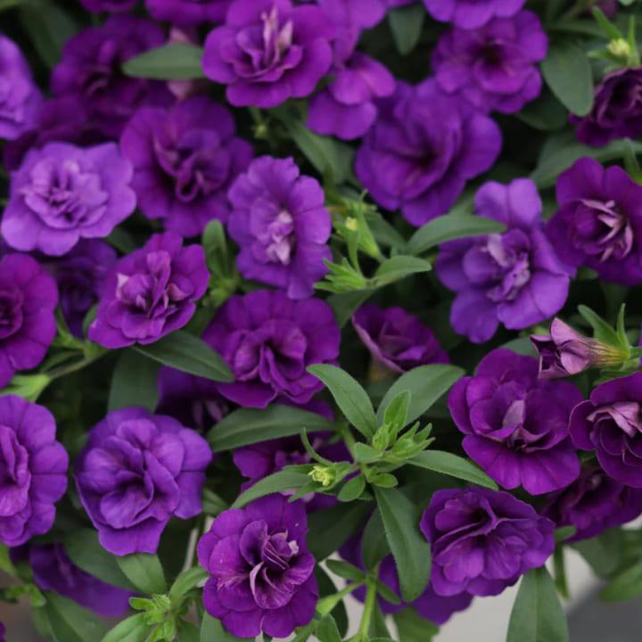 Калибрахоа Calita Double Blue - Calibrachoa Calita Double Blue