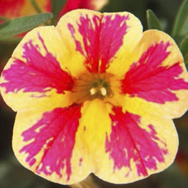 Калибрахоа Calita Double Blue Bicolor - Calibrachoa Calita Double Blue Bicolor