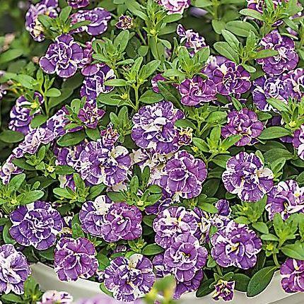 Калибрахоа Calita Double Blue Splash - Calibrachoa Calita Double Blue Splash
