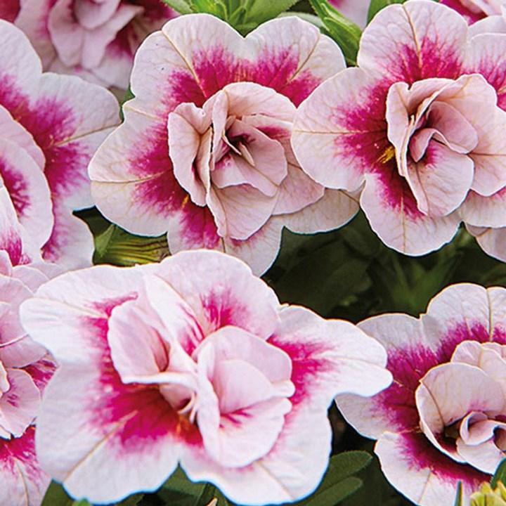 Калибрахоа Calita Double Pink Bicolor - Calibrachoa Calita Double Pink Bicolor