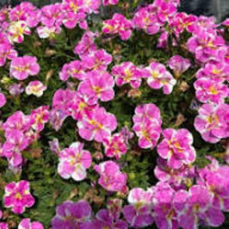 Калибрахоа Calita Double Pink Splash - Calibrachoa Calita Double Pink Splash