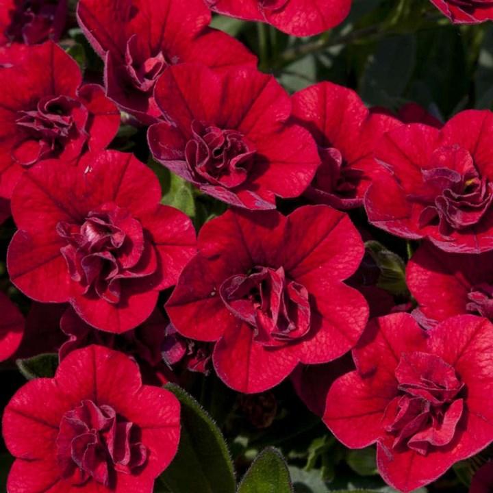 Калибрахоа Calita Double Red - Calibrachoa Calita Double Red