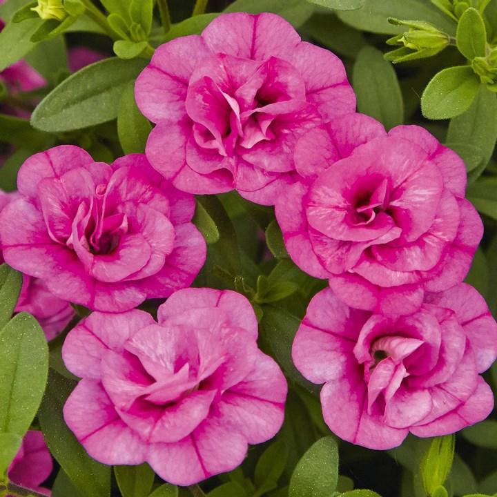 Калибрахоа Calita Double Rosy - Calibrachoa Calita Double Rosy