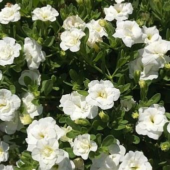 Калибрахоа Calita Double Snow - Calibrachoa Calita Double Snow