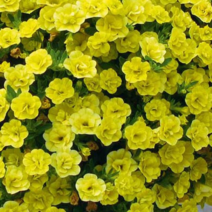 Калибрахоа Calita Double Sun - Calibrachoa Calita Double Sun
