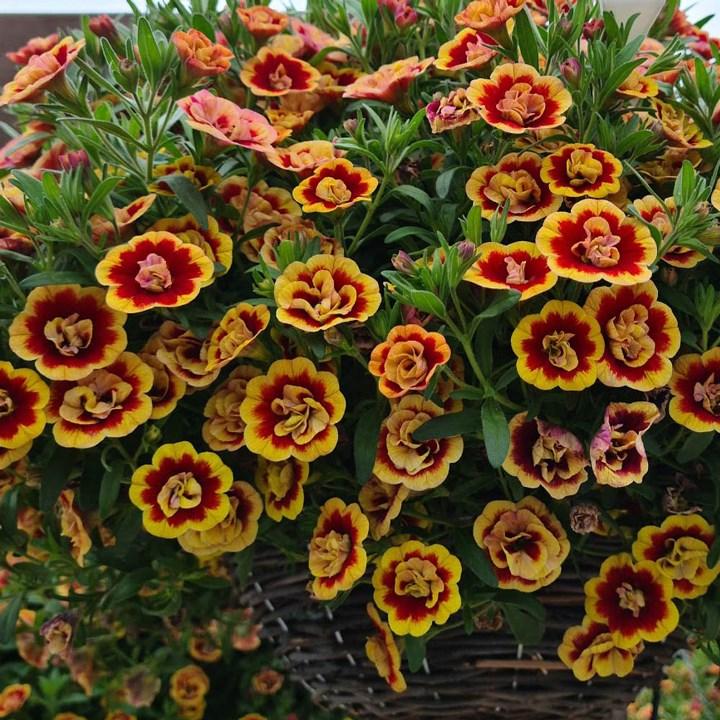 Калибрахоа Calita Double Sunset Bicolor - Calibrachoa Calita Double Sunset Bicolor
