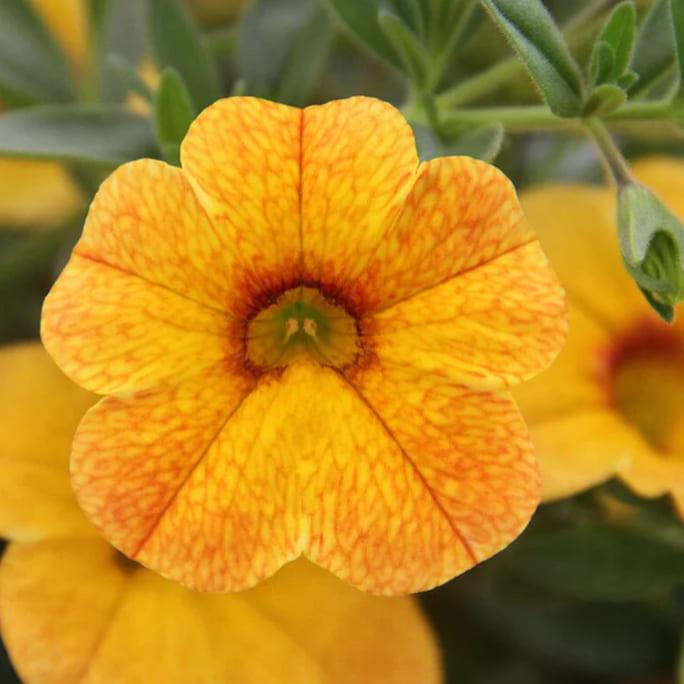 Калибрахоа Calita Gold Shimmer - Calibrachoa Calita Gold Shimmer