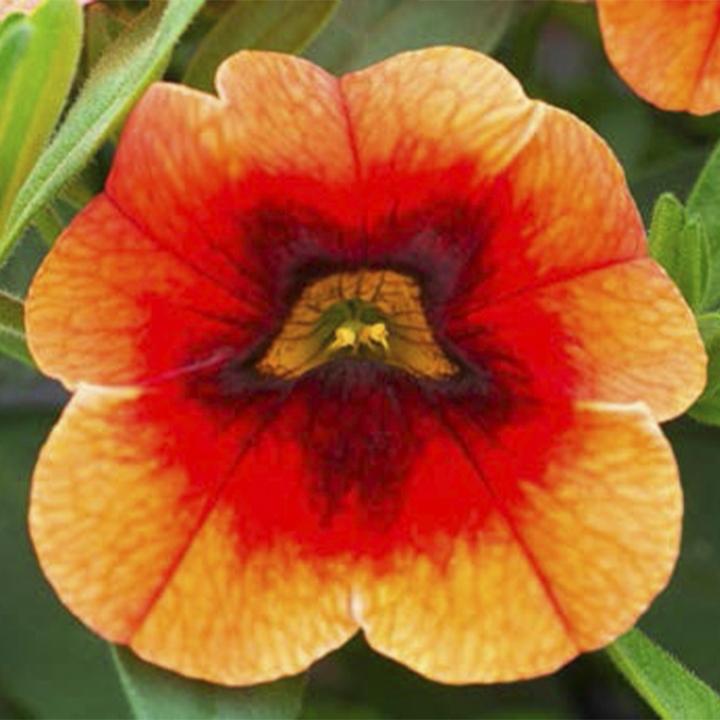 Калибрахоа Calita Orange Red Eye - Calibrachoa Calita Orange Red Eye