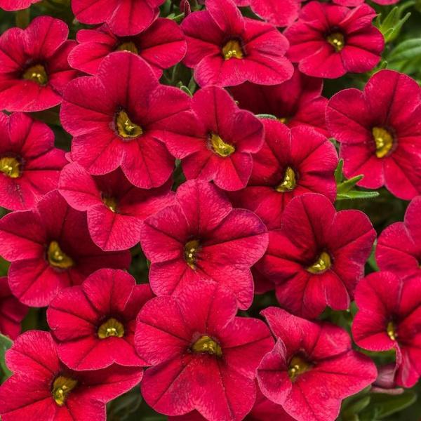 Калибрахоа Calita Red - Calibrachoa Calita Red
