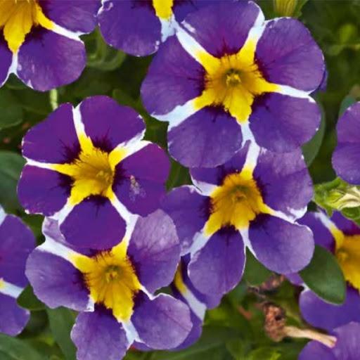 Калибрахоа Calita Special Blue Star - Calibrachoa Calita Special Blue Star