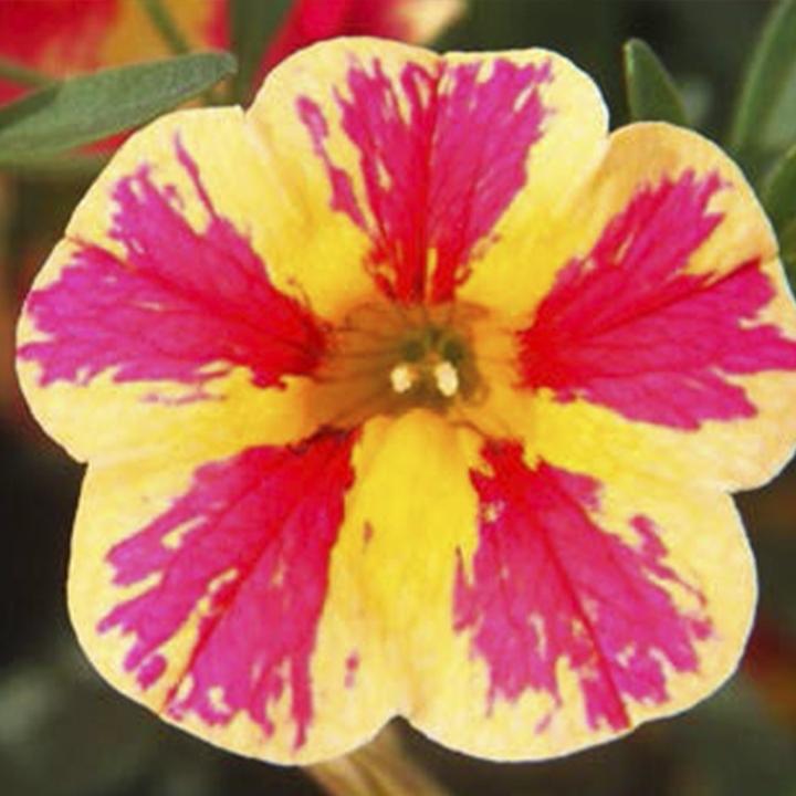 Калибрахоа Calita Special Cherry Star - Calibrachoa Calita Special Cherry Star