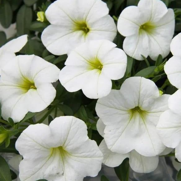 Калибрахоа Calita White - Calibrachoa Calita White