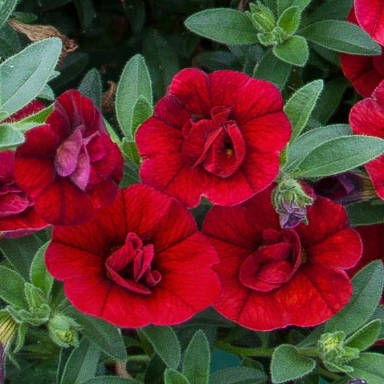 Калибрахоа Minifamous Neo Double Dark Red - Calibrachoa Minifamous Neo Double Dark Red