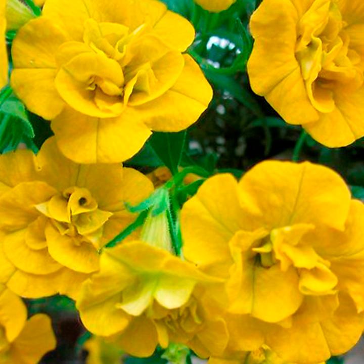 Калибрахоа Minifamous Neo Double Lemon - Calibrachoa Minifamous Neo Double Lemon