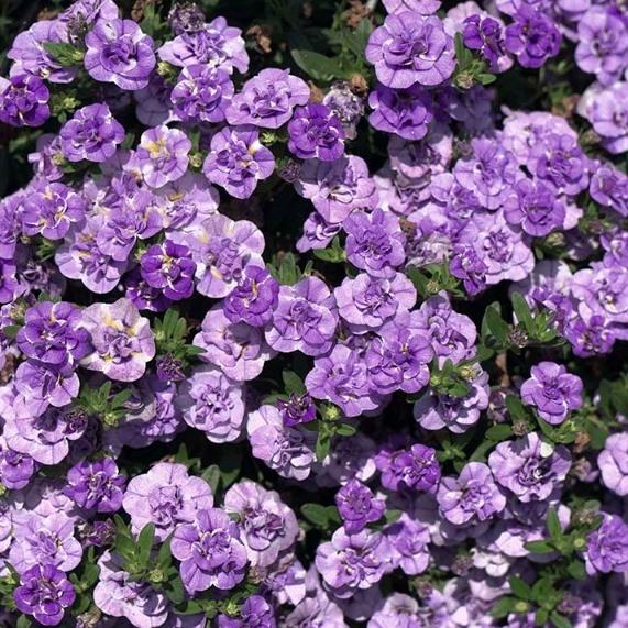 Калибрахоа Minifamous Neo Double Loopy Lavender - Calibrachoa Minifamous Neo Double Loopy Lavender
