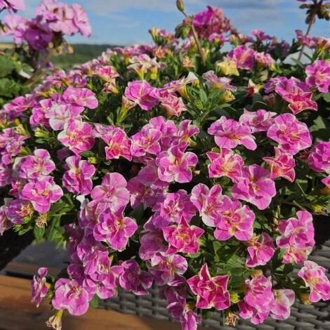 Калибрахоа Minifamous Neo Double Loopy Pink - Calibrachoa Minifamous Neo Double Loopy Pink