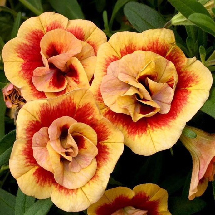 Калибрахоа Minifamous Neo Double Orangetastic - Calibrachoa Minifamous Neo Double Orangetastic