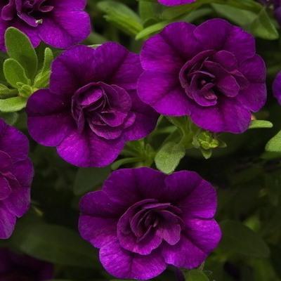 Калибрахоа Minifamous Neo Double Purple Ice - Calibrachoa Minifamous Neo Double Purple Ice