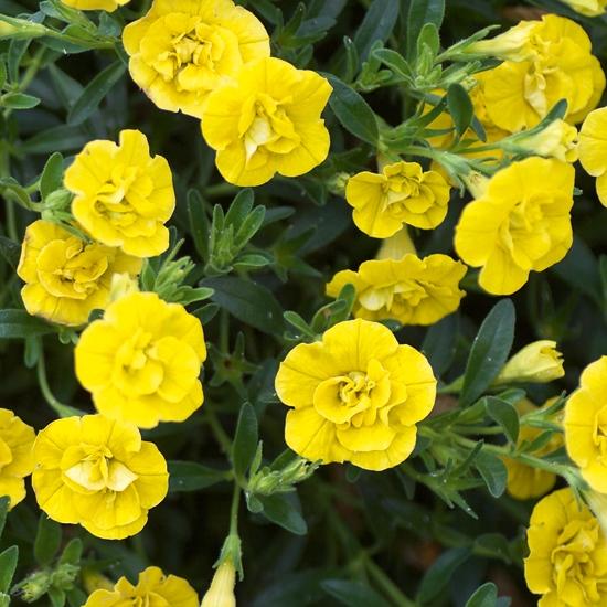 Калибрахоа Minifamous Neo Double Yellow - Calibrachoa Minifamous Neo Double Yellow