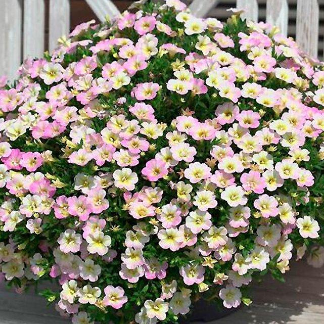 Калибрахоа Minifamous Neo Fancy Francy - Calibrachoa Minifamous Neo Fancy Francy