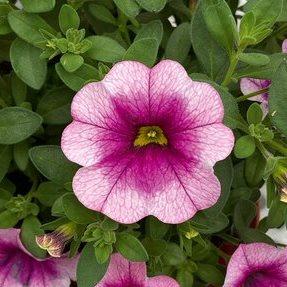 Калибрахоа Minifamous Neo Frozen Berry - Calibrachoa Minifamous Neo Frozen Berry