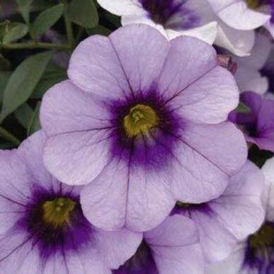 Калибрахоа Minifamous Neo Lavandula Cheesecake - Calibrachoa Minifamous Neo Lavandula Cheesecake