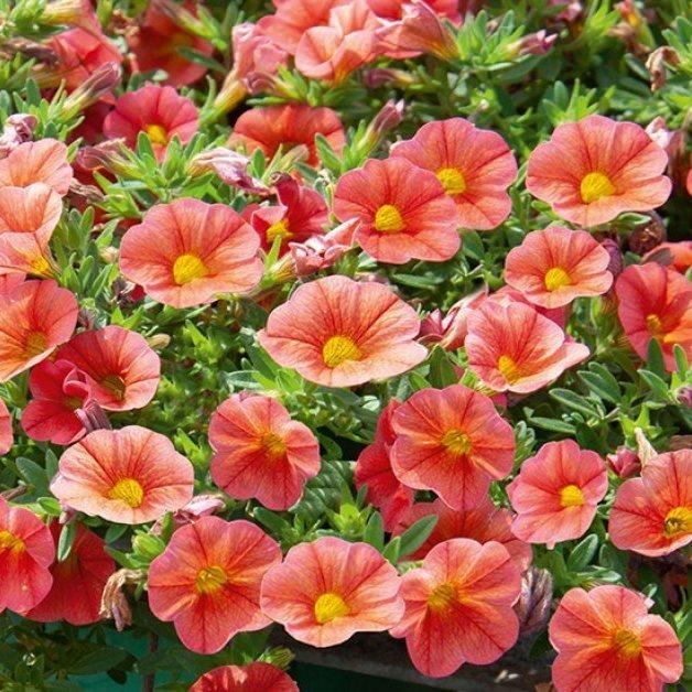 Калибрахоа Minifamous Neo Mango - Calibrachoa Minifamous Neo Mango