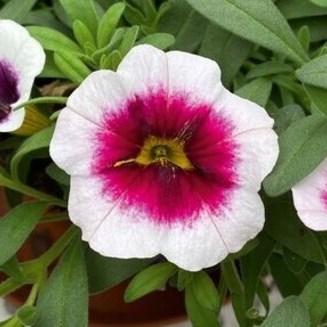 Калибрахоа Minifamous Neo Panna Cotta - Calibrachoa Minifamous Neo Panna Cotta