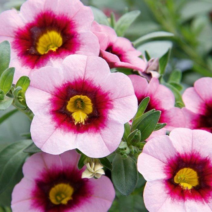 Калибрахоа Minifamous Neo Pink Dark Eye - Calibrachoa Minifamous Neo Pink Dark Eye