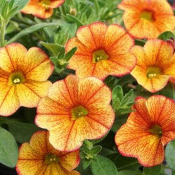 Калибрахоа Minifamous Neo Red Yellow - Calibrachoa Minifamous Neo Red Yellow