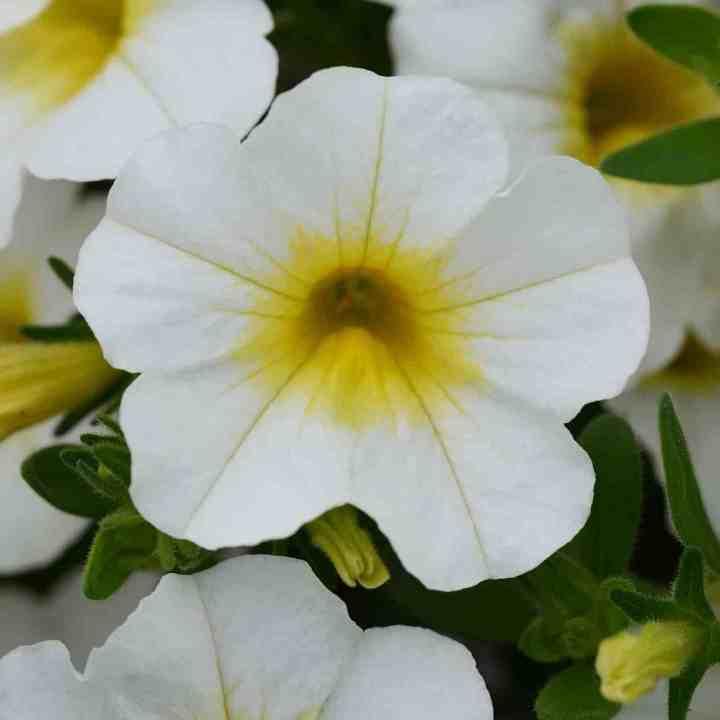 Калибрахоа Minifamous Neo Summer Fresh - Calibrachoa Minifamous Neo Summer Fresh