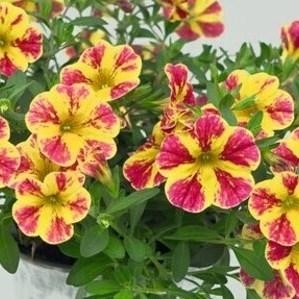 Калибрахоа Minifamous Neo Summer Joy - Calibrachoa Minifamous Neo Summer Joy