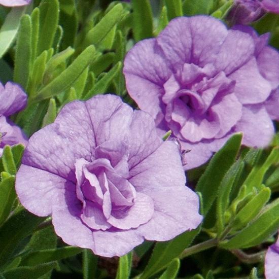 Калибрахоа Minifamous Oro Double Light Blue - Calibrachoa Minifamous Oro Double Light Blue