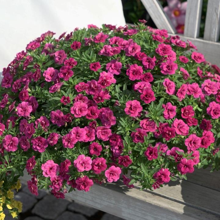 Калибрахоа Minifamous Oro Double Magenta - Calibrachoa Minifamous Oro Double Magenta