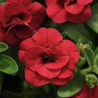 Калибрахоа Minifamous Oro Double Red - Calibrachoa Minifamous Oro Double Red