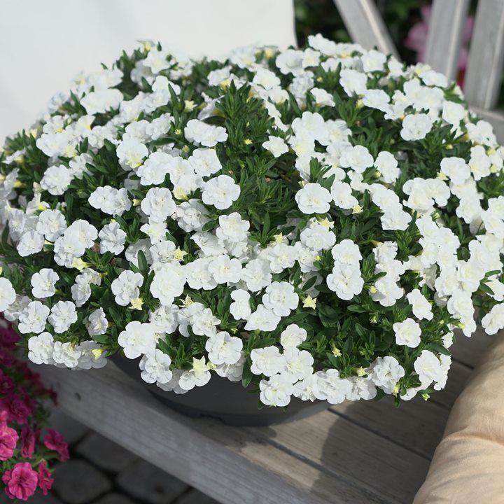 Калибрахоа Minifamous Oro Double White - Calibrachoa Minifamous Oro Double White